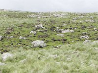 DSCN4019  Torn up by baboons