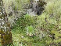 DSCN4024  Almost a rock/succulent garden