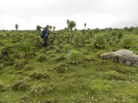 DSCN4025  The origin of the humps escaped me