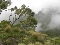 DSCN4037  Lichen-festooned trees