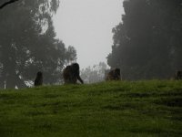 DSCN4069  Baboons in the mist