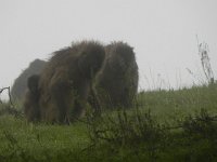 DSCN4070  Baboon mamas