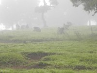 DSCN4072  Feeding in the fog