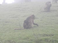 DSCN4073  Baby clamped ont mama