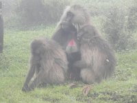 DSCN4085  The harem master himself with groupies