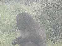 DSCN4087  Baboon