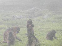 DSCN4092  Little ones playing