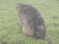 DSCN4096  Infants do not let go