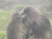 DSCN4097  Grooming the alpha male