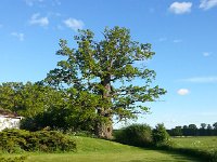 20150531 193522  I stayed in an adjacent building next to this enormous old oak tree.