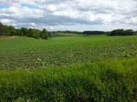 20150603 153224  Fava beans grown we think for forage-