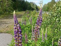 20150603 170648  Lupines reminded me of Maine and Nova Scotia.