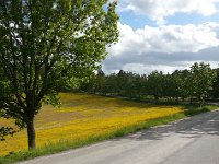 20150603 171109  Buttercups take over as I complete my 9 km hike.