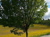 20150603 171111  Tree and flowers of the field.