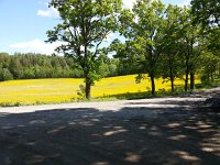 20150604 152940  I took off on another long walk (training for the Alps) past that same field