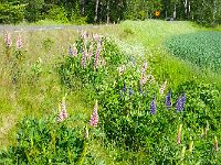 20150604 154353  More roadside lupines