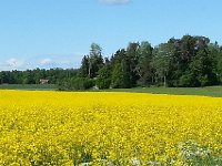 20150604 155205  Mustard field