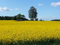 20150604 155257  Imagine being a bee...