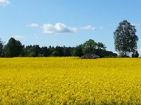 20150604 155307  So many flowers!