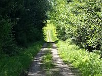 20150604 164625  Road out of the forest and into the fields.