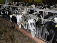 DSCN3306  where they made goat cheese!