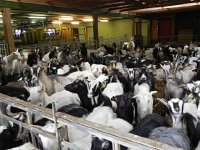 DSCN3307  There were really a lot of goats in this barn