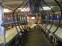 DSCN3314  Milking machine