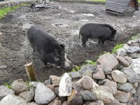 DSCN3360  Past the boars