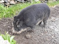 DSCN3361  Not your standard pig