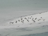 DSCN3394  and found these birds all aligned