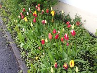 20150611 084120  These tulips are at least 6 weeks behind our tulips in Montreux