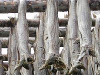 DSCN3257  Codfish minus their heads