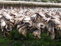 DSCN3297  Oh, here are all the heads!