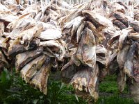 DSCN3298  Close up of the carnage