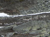 DSCN3418  but in the company of some reindeer