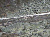 DSCN3419  They were skittish still