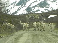 DSCN3484  While she stayed at the B&#38;B I drove up a toll road, encountering the north ends of reindeer headed south,