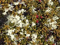 IMG 1470  Lichens