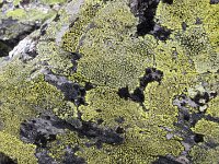 IMG 1472  More lichens