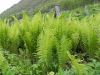 DSCN3531  dropping back down into the greenery