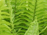 DSCN3533  Fern