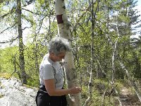 DSCN3564  Lots of birch trees