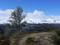 DSCN3572  Trees leafing out but there&#39;s still snow