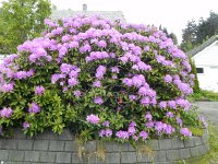 DSCN3654  Beautiful rhododendrons