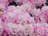 DSCN3661  more blossoms