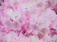 DSCN3662  more blossoms