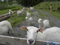 DSCN3663  And of course small ruminants