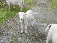 DSCN3664  who can resist