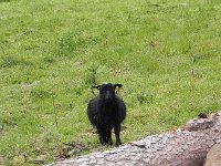 DSCN3668  the famous black sheep