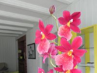 DSCN3681  and many orchids